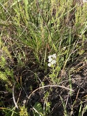 Asperula conferta