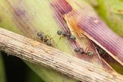 Dolichoderus affinis