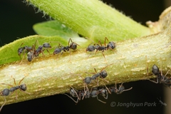 Dolichoderus affinis