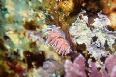 Facelina bostoniensis