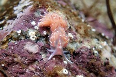 Facelina bostoniensis