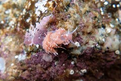 Facelina bostoniensis