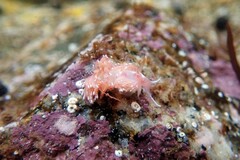 Facelina bostoniensis