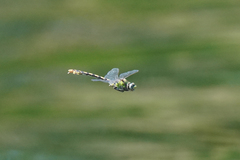 Ophiogomphus occidentis