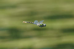 Ophiogomphus occidentis