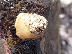 Isactinia olivacea