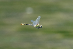 Ophiogomphus occidentis