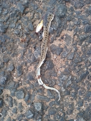 Amphiesma stolatum
