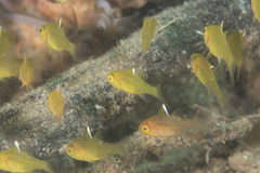 Ostorhinchus hoevenii