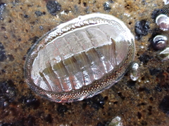 Chiton glaucus