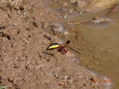 Proepipona lateralis