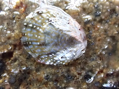 Cellana radians