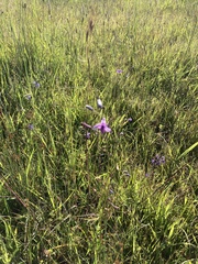 Arthropodium strictum