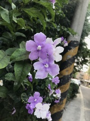 Brunfelsia uniflora