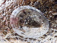 Cellana radians