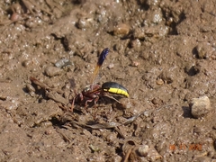 Proepipona lateralis