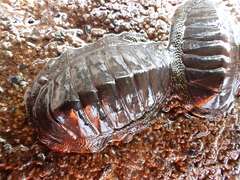 Chiton glaucus