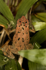 Ingerophrynus parvus