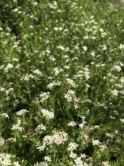 Asperula scoparia