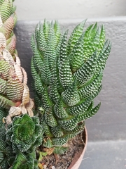 Haworthiopsis