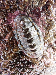 Sypharochiton sinclairi