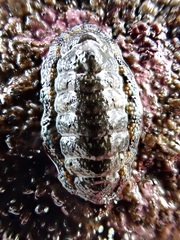 Sypharochiton sinclairi