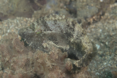 Acreichthys tomentosus