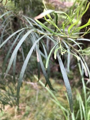 Acacia mucronata