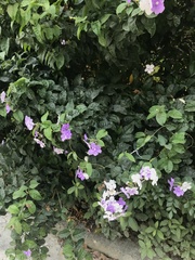 Brunfelsia uniflora