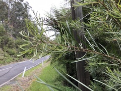Acacia mucronata