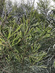 Acacia mucronata