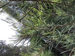 Acacia mucronata