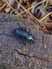 Carabus impressus