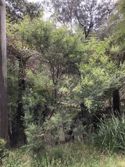 Acacia mucronata