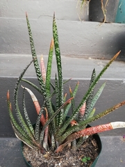 Gasteria