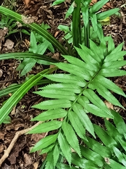 Asplenium obtusatum