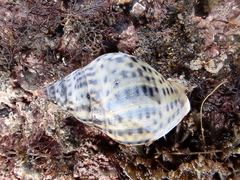 Cominella maculosa