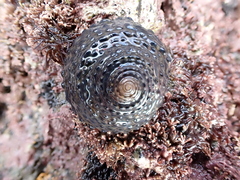 Diloma bicanaliculatum