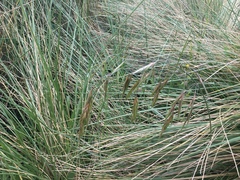 Bromus diandrus