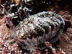 Sypharochiton sinclairi