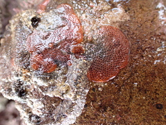 Watersipora subatra