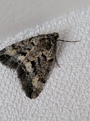 Pseudocoremia leucelaea