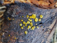 Dacrymyces deliquescens