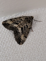 Pseudocoremia leucelaea