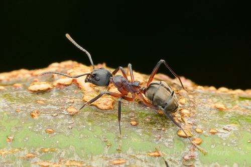 费氏臭蚁Dolichoderus feae