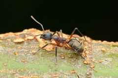 Dolichoderus feae