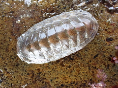 Ischnochiton maorianus