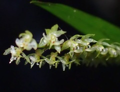 Dendrochilum