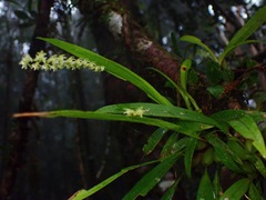 Dendrochilum