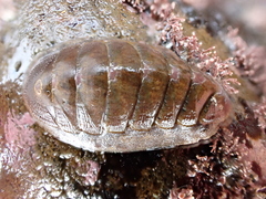 Ischnochiton maorianus